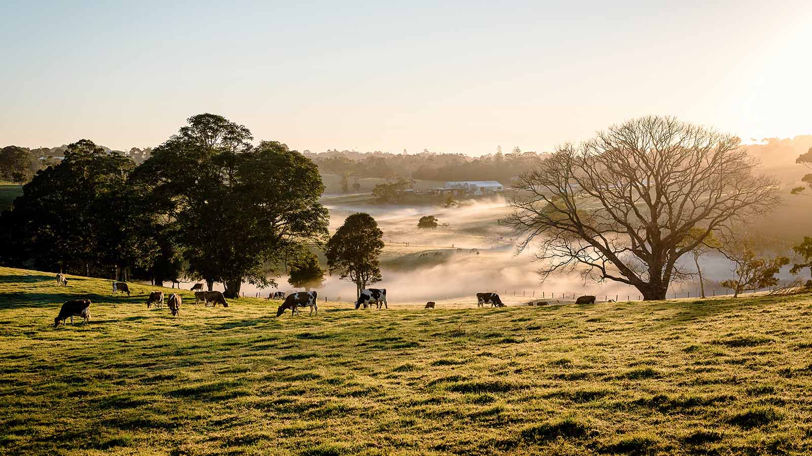 cows-in-field-at-sunset
