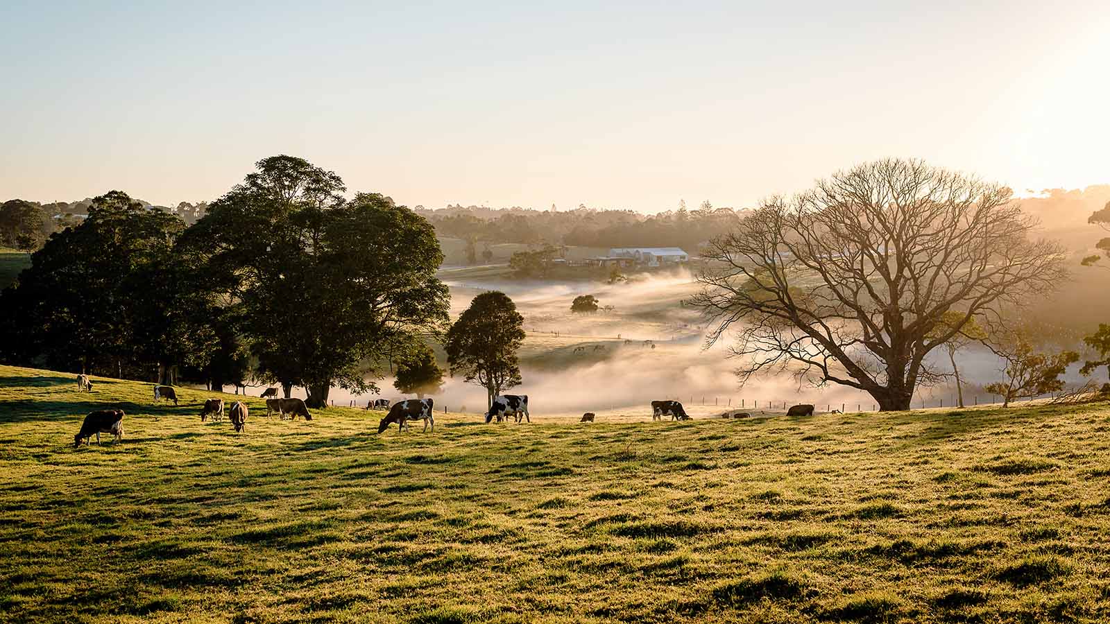 cows-in-field-at-sunset