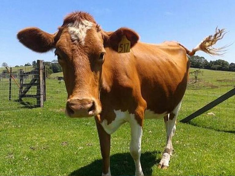 What's On Maleny Food Co