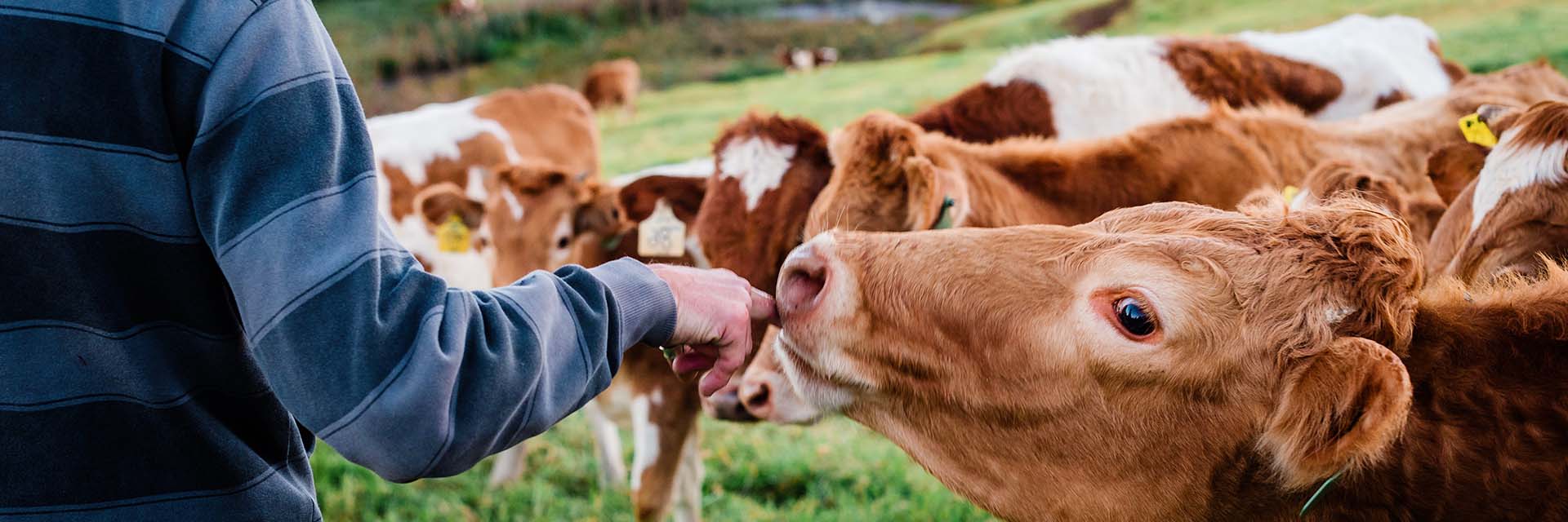 farmer and cow maleny - our story