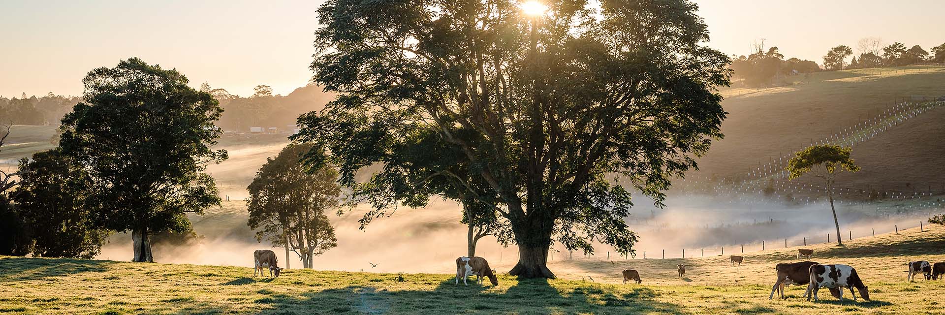 maleny-cows-and-trees