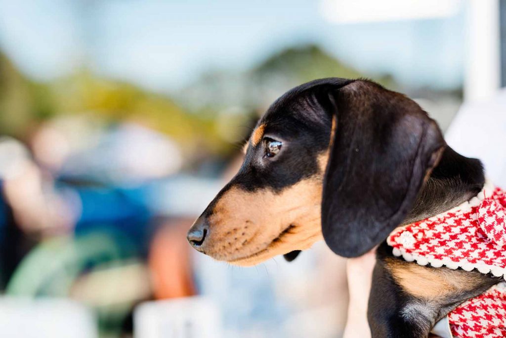 maleny-dog-with-scarf