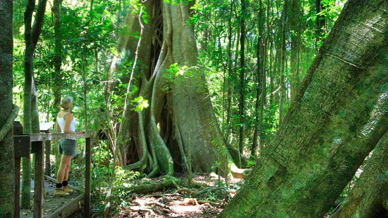 mary-cairncross-scenic-reserve